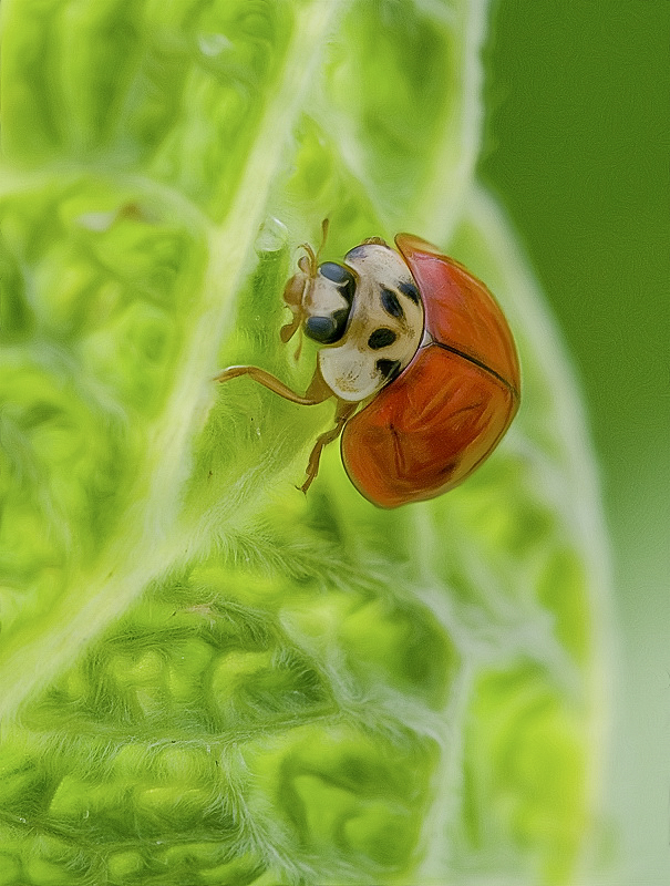 001 makro D35_4425 als Smart-Objekt-1 Kopie als Smartobjekt-1 kopieren.jpg